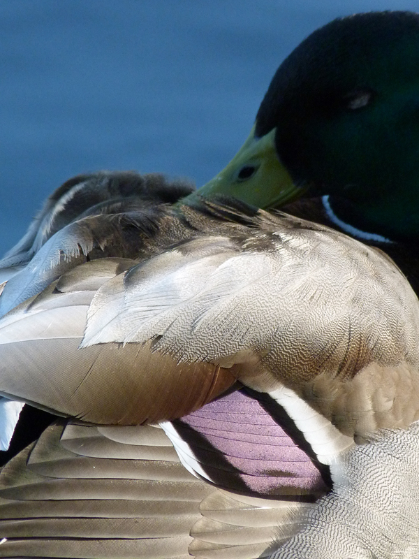 contented duck